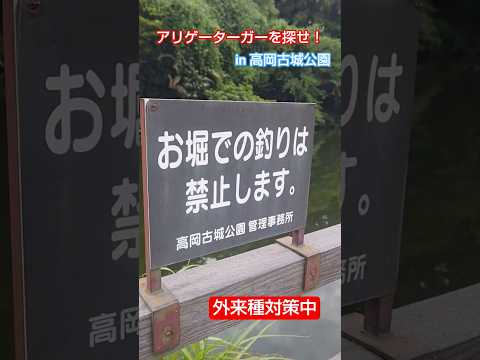 アリゲーターガーを探せ！外来種対策中！in 高岡古城公園 ※釣り禁止です！生物ハンター加藤英明【公式】かとチャン