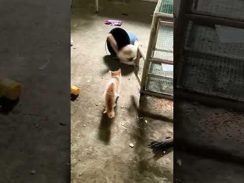 Give the camera man a medal 🥇😍🌟 #tomandjerry #cat #mouse