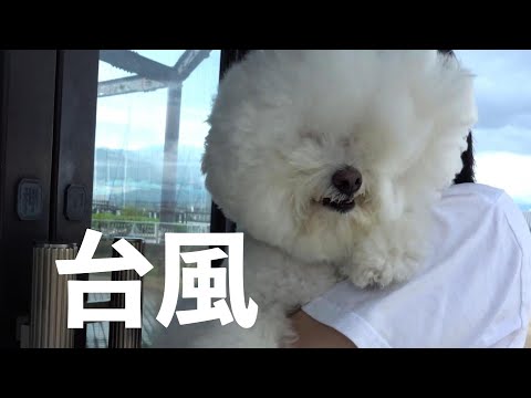 台風直撃？！愛犬と実家に帰省した