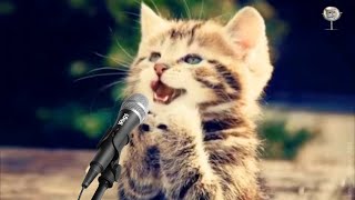 KUCING PINTAR NGAJI SURAT AL-LAHAB