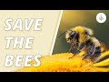 The Importance of Bees and Conservation
