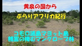 コモロ諸島マヨット島「精霊の棲むマングローブ林」で迷子になりましたぞ・・・【黄泉の国から、ぶらりアフリカ】