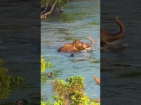 കാട്ടാന മരത്തടിയുമായി ഗുസ്തി നടത്തുന്നത് കണ്ടിട്ടുണ്ടോ ഇടയ്ക്കു രണ്ടു തൊഴികൂടി കൊടുക്കുണ്ട് തടിക്ക്😱