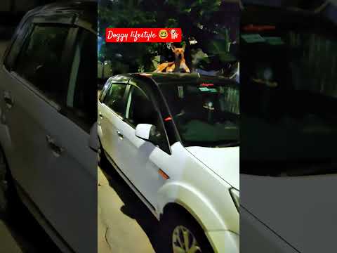 "Doggy Car Ride पर Full Masti 😂🚗🐶" #shorts #trending #sortfeed