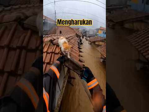 Kucing berhasil selamat dari banjir Ilustrasi #animalrescue #cat #kucing #shortsfeed #aivideo