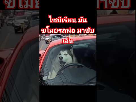 #ไซบีเรียนฮัสกี้ ขโมยรถ super car พ่อมันมาขับเล่น ตำรวจ ก็ลำบากใจ #funnyshorts #คลิปตลก