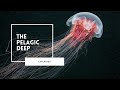 Deep Sea Ecosystems and Adaptations