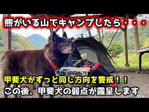 熊がいる山で犬とキャンプしたら甲斐犬が警戒モード全開！と思ったら・・・【関東】【甲斐犬一休と男旅：南アルプス編　序章】