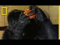 Koko and Gorilla Language Research