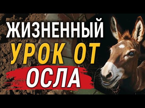 Секрет Успеха от Осла! Как подняться с самого Дна? Притча, которая перевернет ваше сознание!