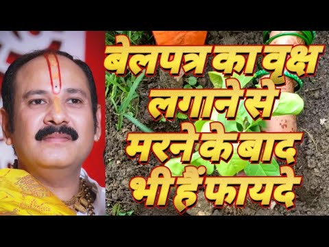 बेलपत्र का वृक्ष लगाने से करने के बाद भी है फायदे#shivmahapuran#prdeepmishra#video