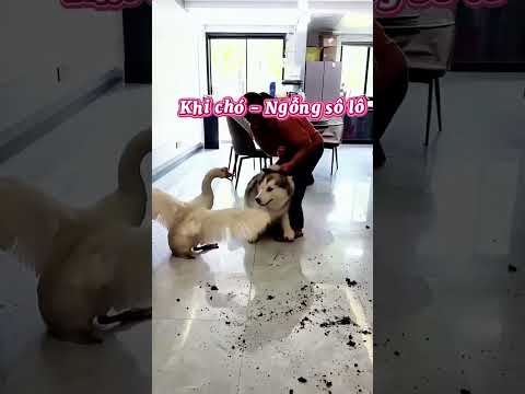 Cuộc chiến giữa CHÓ - NGỖNG