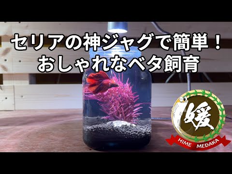 たった330円で激変!100均DIYでベタ&メダカの水換えを楽しく