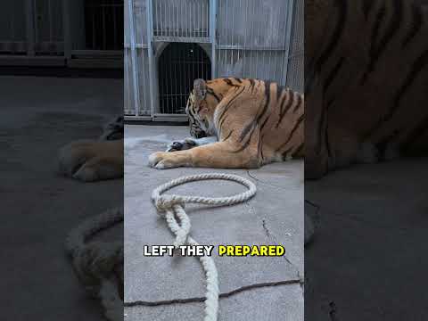 Zoo tiger suffers from infected claws #shorts #animals #wildlife