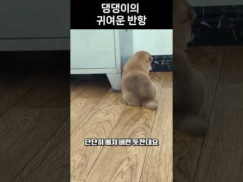 댕댕이의 귀여운 반항