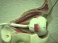 Eye Muscle Functions and Anatomy