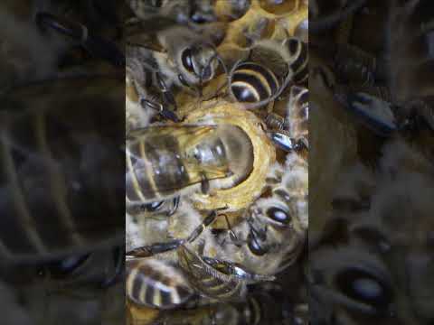 Day 5 Queen Bee Larva #apiscerana