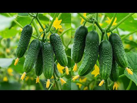 Amazing Trick to Grow a Cucumber Tree at Home