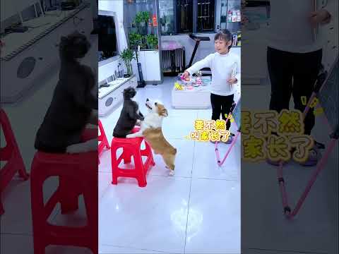 Watch how cute babies and pets can be dripping from the pie. Director Mo and the pie. Cute babie