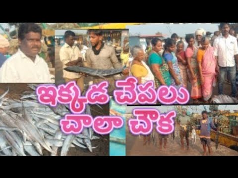 పది చేపలు 22వేలు . అంతర్వేది లో చేపలు చాలా చవక