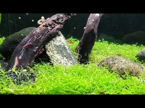 Cherry Shrimp Aquarium ~ Peaceful Relaxing Music ~ Enjoy our beautiful relaxing Cherry Shrimp Aquarium. The peaceful calm music will put you right to s