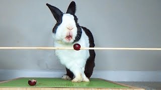 Rabbit makes a poop before eating