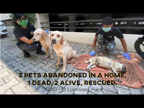 Rescuing abandoned dogs during COVID times