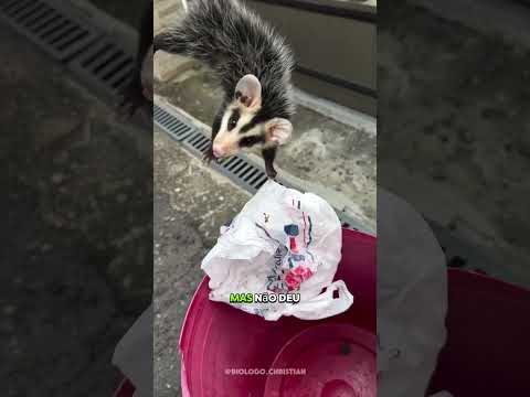 O que acharam desse dia?
