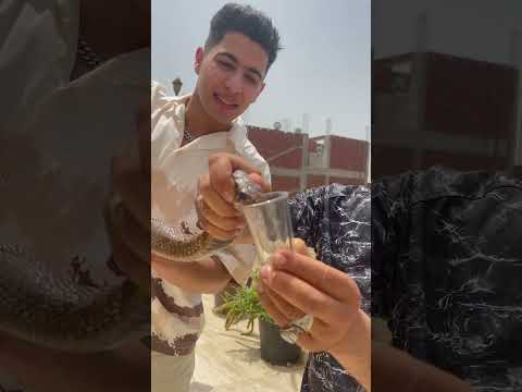 إستخراج سم أفعي الكوبرا الخطيره قطره منها توقع فيل😱💔🫣🐍