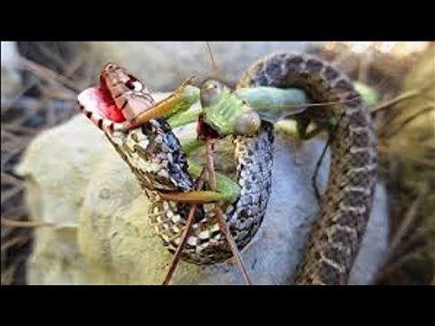 Top 7 Insane Times When Snakes Were Doomed! Rare Animal Fights Captured on Camera