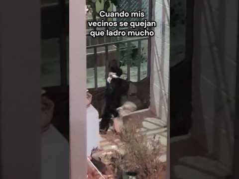 Como cuando tu perro ladra mucho 😱✨️🐾 #humor #comedia #perros