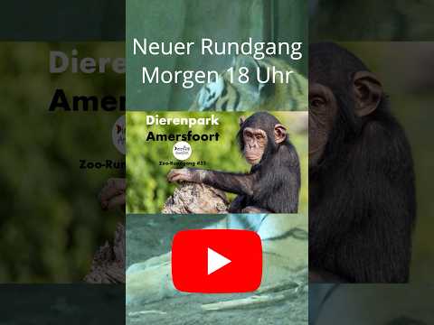 Dierenpark Amersfoort - Zoo-Rundgang #35 | Morgen um 18 Uhr #zoo #tiere #animals