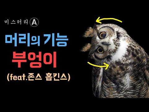 부엉이 머리가 큰 이유(feat.올빼미) / 부엉이의 사냥