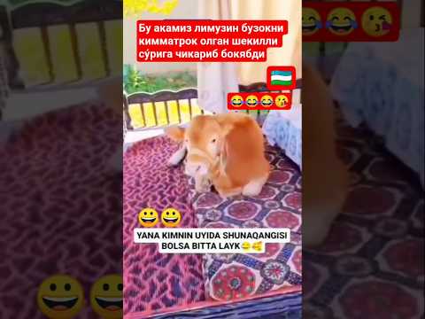 Акамиз лимузин бузокни кимматрок олган шекилли су́рига чикариб бокябди #buqaboqish #simental #bull