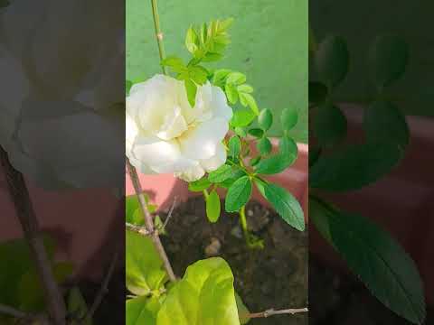 Beautiful white rose flowering #shortsfeed #viralshort #gardning #rose