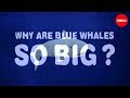Blue Whale Biology and Behavior