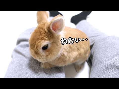 意外な場所で安らぐうさぎが可愛いので見てほしい