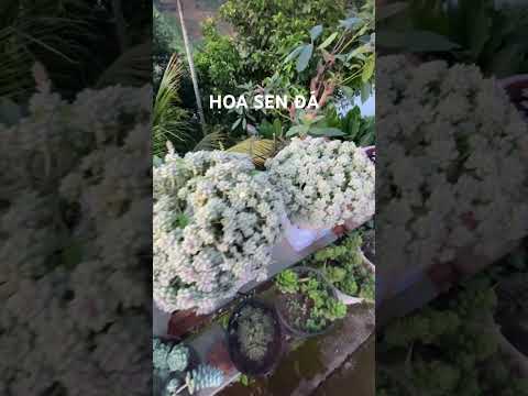 Hoa sen đá trồng ở ngoại ô Đà Lạt     #datvendalat