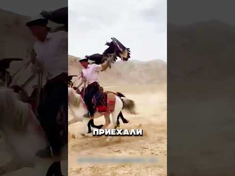 Беркуты спасают Дагестан 😱🦅