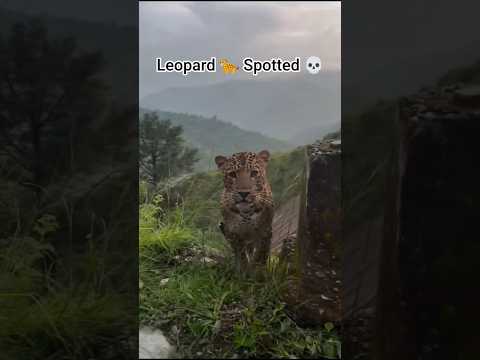Cutie pie 😻 Leopard Spotted 💀 Aravali Hills #shorts