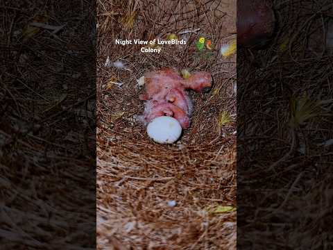 African Lovebirds Night View | Beautiful Nighttime Aviary Lights 🕊️✨