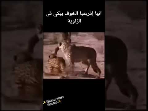 رجل إفريقي يصارع الفهود بطريقة مرعبة!؟ ✅ لن تصدق ؟؟😱 #اكسبلور  #حيوانات #معلومات_عامة #ترند