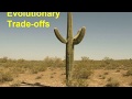 E. coli Adaptation and Energy Allocation