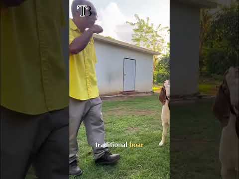 Kalahari Red Boar: The TRUTH About Genetics & Colors #shorts