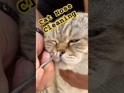 Cat Nose Cleaning #ai #catnosecleaning #catgrooming #molly #walt