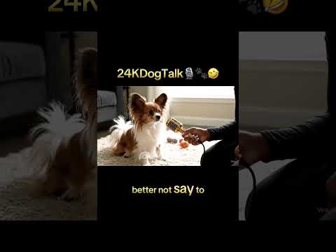 These little dogs are feisty! 🎙️🤣 #dogsofyoutube #youtubeshorts #shorts #viralvideo