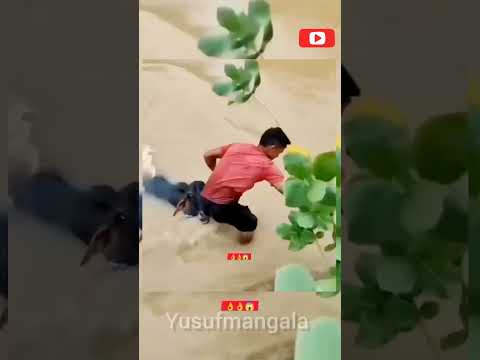 கன்று குட்டியை காப்பாற்றிய நபர் #trending #recuse #animalrescue #animals #love #village #news #tamil