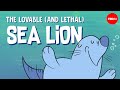 Sea Lions: Adaptations and Challenges