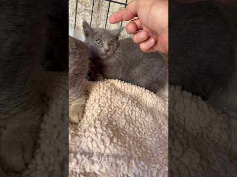 On continue la socialisation avec les chatons ! #chat #chaton #catlover #chatsauvage #sevragechat