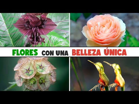 10 FLORES muy HERMOSAS y con una BELLEZA ÚNICA